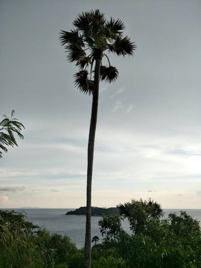 (กิน+วิ่ง+เที่ยว) ภูเก็ต 2 วัน 1 คืน แว๊นมอไซต์เที่ยว