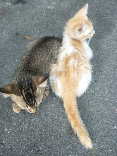 (กิน+วิ่ง+เที่ยว) ภูเก็ต 2 วัน 1 คืน แว๊นมอไซต์เที่ยว