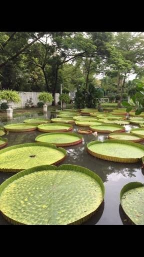 Green House (กรีน เฮ้าส์) Green House (กรีน เฮ้าส์)
