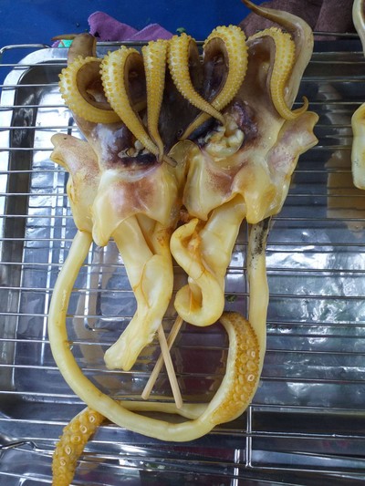 หนวดหัวกระดองใหญ่