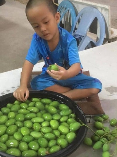 วิธีทำ มะม่วงเบาดองเกลือ ไม่ใส่สาร วิธีทำ มะม่วงเบาดองเกลือ ไม่ใส่สาร