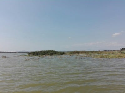 บึงบอระเพ็ด