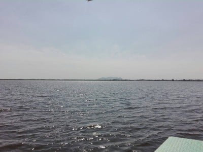 บึงบอระเพ็ด