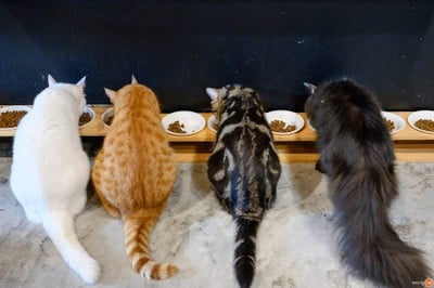 lndicat Cafe & Cat Hotel