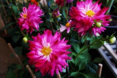 เที่ยวฟาร์มเฟสติวัล - ดอยตุง - ผาฮี้ - ขุนน้ำนางนอน