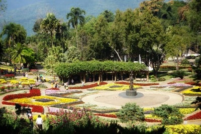 เที่ยวฟาร์มเฟสติวัล - ดอยตุง - ผาฮี้ - ขุนน้ำนางนอน