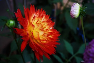 เที่ยวฟาร์มเฟสติวัล - ดอยตุง - ผาฮี้ - ขุนน้ำนางนอน