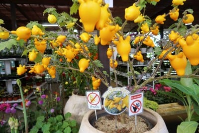 เที่ยวฟาร์มเฟสติวัล - ดอยตุง - ผาฮี้ - ขุนน้ำนางนอน