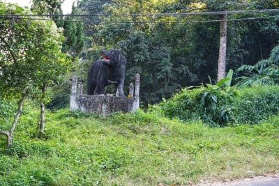 เที่ยวฟาร์มเฟสติวัล - ดอยตุง - ผาฮี้ - ขุนน้ำนางนอน