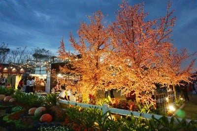 เที่ยวฟาร์มเฟสติวัล - ดอยตุง - ผาฮี้ - ขุนน้ำนางนอน