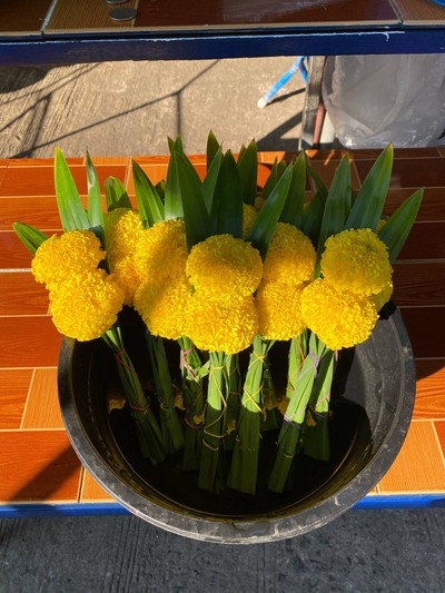 กำดอกดาวเรือง