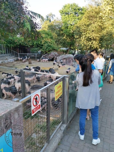 One Day Trip @ Guangzhou Zoo