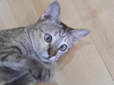 Catsanova - Adoptable Cat Cafe