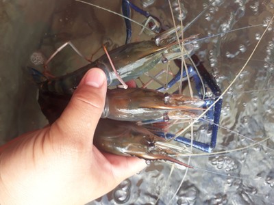 กุ้งเผาเป็นๆตัวใหญ่ๆ