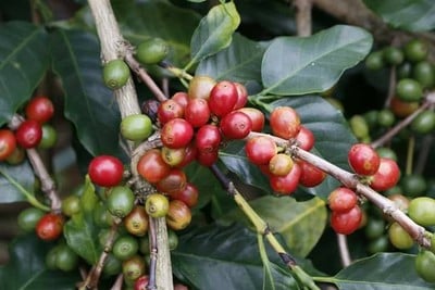 หลังร้านจะมีไร่กาแฟ สวนกาแฟที่นี่เป็นเบสส่งออกไปอีกหลายประเทศ โดยเฉพาะเกาหลีและใ