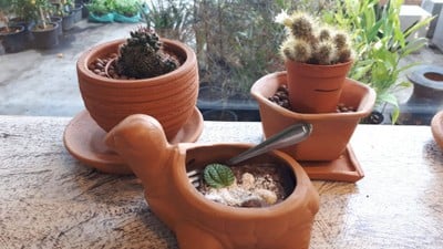 บราวนี่ สายหวาน