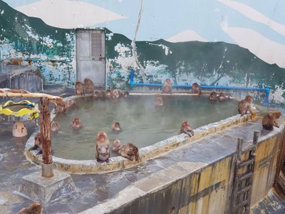 Hakodate Tropical Garden