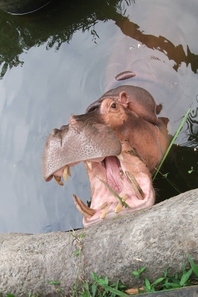 สวนสัตว์สงขลา