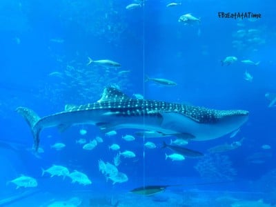 Okinawa Churaumi Aquarium
