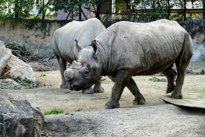 บรรยากาศ Tennoji Zoo Osaka