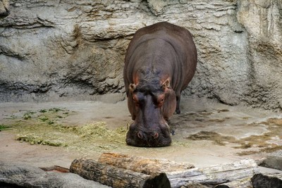 บรรยากาศ Tennoji Zoo Osaka
