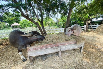 Dubua cafe - ดูบัวคาเฟ่ บนพื้นที่ 50 กว่าไร่