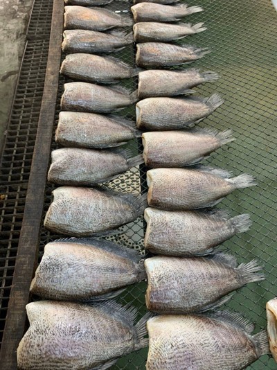 ปลาสลิด