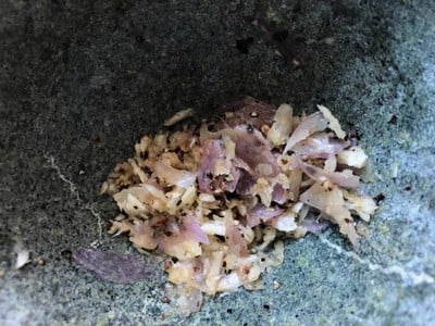 วิธีทำ ซี่โครงหมูต้มน้ำข้น สูตรคุณย่า วิธีทำ ซี่โครงหมูต้มน้ำข้น สูตรคุณย่า