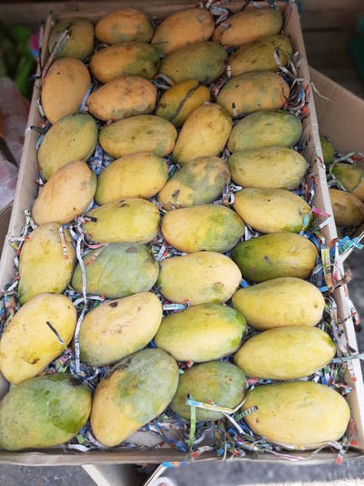 มะม่วงอกร่อง กิโล50บาท (สวนดำเนินสะดวก)  รับจากสวนโดยตรง
