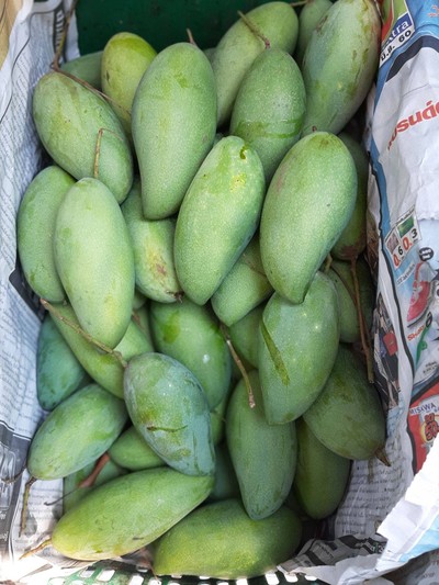 มะม่วงพันธุ์รจนา 3โล100บาท (สวนดำเนินสะดวก) จ.สมุทรสาคร