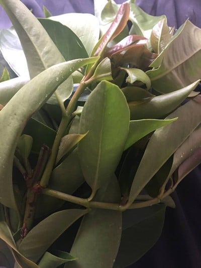 วิธีทำ ขาหมูต้มชะมวง