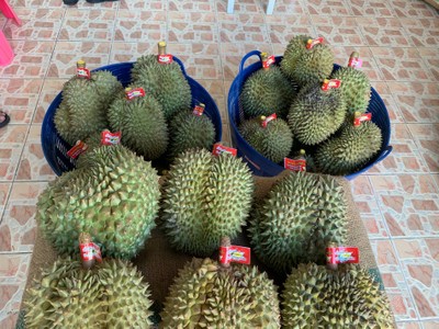 ทุเรียนหมอนทองเกรดพรีเมียม