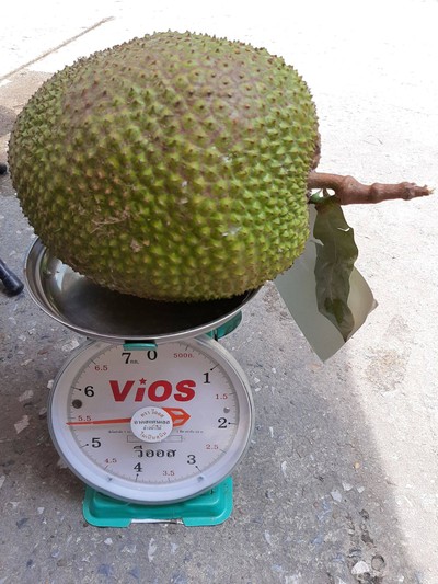 ขนุน(พันธุ์ทองจำปา) ลูกเล็ก5โลครึ่ง100บาท