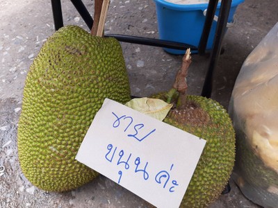 ขนุน(พันธุ์ทองจำปา) ลูกเล็ก5โลครึ่ง100บาท