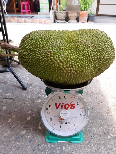 ขนุน(พันธุ์ทองจำปา) ลูกใหญ่9โล200บาท