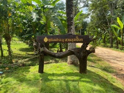 บรรยากาศ สวนลุงเปี๊ยก ทุเรียนป่าละอู
