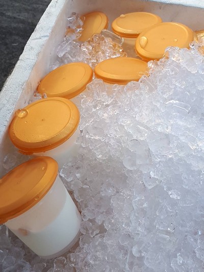 เต้าฮวยนมสด