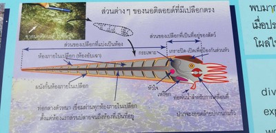 ชมฟอสซิลที่อุทยานธรณีสตูล