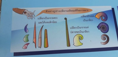 ชมฟอสซิลที่อุทยานธรณีสตูล