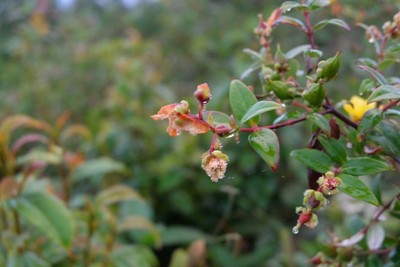 อุทยานแห่งชาติดอยผ้าห่มปก