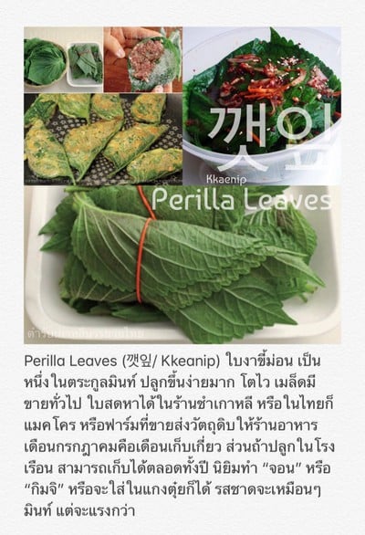 วิธีทำ วัตถุดิบอาหารเกาหลี (4)/ Ingredients For Korean Cooking (4)