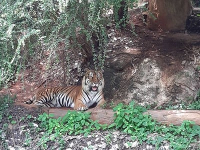 เสือโคร่งนอนพักร้อน