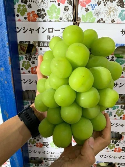 องุ่นไชมัสคัส