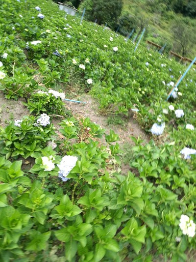 โฮมสเตย์ไร่สุพจน์ผาหมอน อ.จอมทอง (ดอยอินทนนท์)