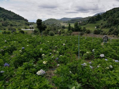 โฮมสเตย์ไร่สุพจน์ผาหมอน อ.จอมทอง (ดอยอินทนนท์)