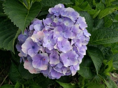 โฮมสเตย์ไร่สุพจน์ผาหมอน อ.จอมทอง (ดอยอินทนนท์)