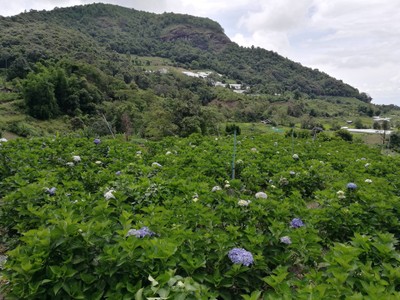 โฮมสเตย์ไร่สุพจน์ผาหมอน อ.จอมทอง (ดอยอินทนนท์)