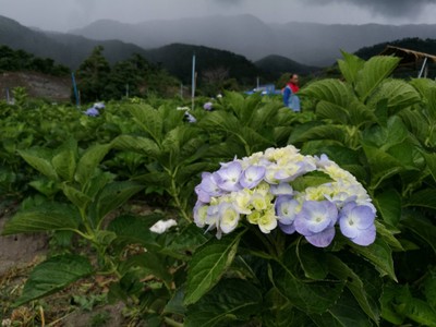 โฮมสเตย์ไร่สุพจน์ผาหมอน อ.จอมทอง (ดอยอินทนนท์)