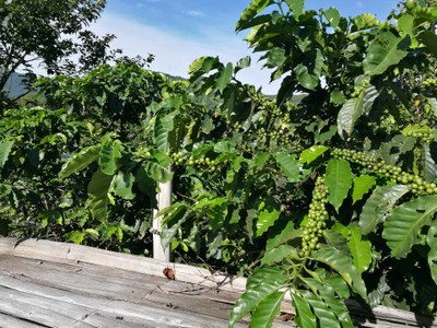 โฮมสเตย์ไร่สุพจน์ผาหมอน อ.จอมทอง (ดอยอินทนนท์)