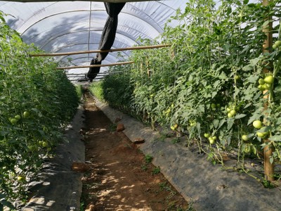 โฮมสเตย์ไร่สุพจน์ผาหมอน อ.จอมทอง (ดอยอินทนนท์)